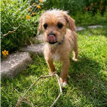 Star Chaser -  Cairn Terrier Dog for Adoption in Boerne, Texas - Star Chaser | PetCurious