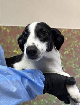 Lincoln -  Pointer and Mixed Breed Dog for Adoption in San Antonio, Texas - Lincoln | PetCurious