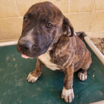 Terrier and Mixed Breed Dogs Available for Adoption in Loxahatchee Groves, Florida - WOODSMEN 2710 | PetCurious