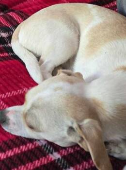 Rescue Jack Russell Terrier Dogs for Adoption in Hopkinton, Massachusetts - Astro | PetCurious