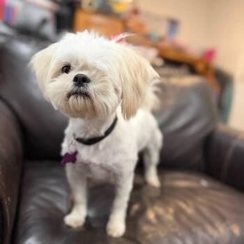 Shih Tzu Dogs Available for Adoption in Phoenix, Arizona - June | PetCurious