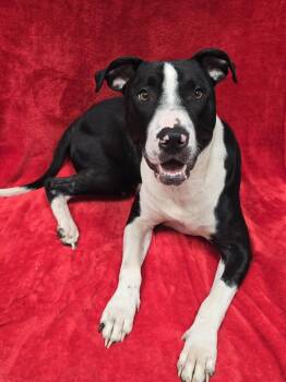 Dexter -  Mixed Breed Dog for Adoption in Frankfort, Indiana - Dexter | PetCurious
