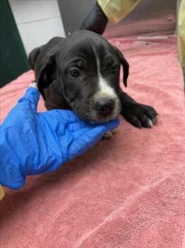 *HUBERT -  Pit Bull Terrier Dog for Adoption in Woodland, California - *HUBERT | PetCurious