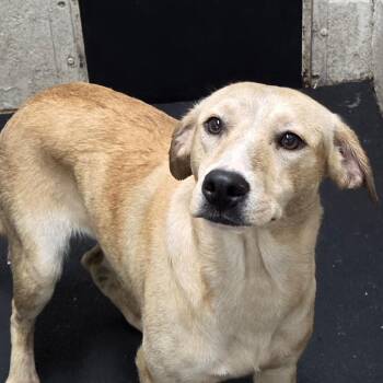 Mini -  Labrador Retriever and Mixed Breed Dog for Adoption in Madisonville, Kentucky - Mini | PetCurious