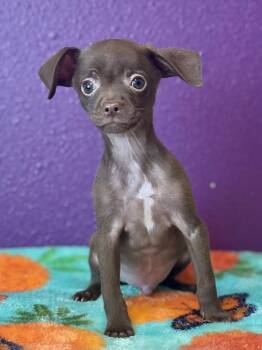 Pistachio -  Chihuahua Dog for Adoption in Jamestown, California - Pistachio | PetCurious