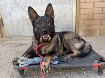 Rescue German Shepherd Dog and Dutch Shepherd Dogs for Adoption in West Hollywood, California - Bonnie / Clyde | PetCurious