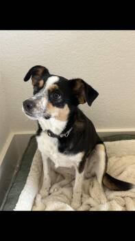 Poppy -  Australian Shepherd and Corgi Dog for Adoption - Poppy | PetCurious