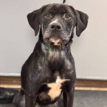 Labrador Retriever Dogs Available for Adoption - Sam | PetCurious