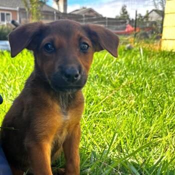 Flor -  Labrador Retriever and Australian Cattle Dog Blue Heeler Dog for Adoption in West Richland, Washington - Flor | PetCurious
