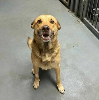 Rescue Shepherd Dogs for Adoption in Lenexa, Kansas - Haggard | PetCurious