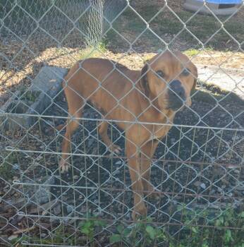 Rescue Labrador Retriever and Pit Bull Terrier Dogs for Adoption in Cleveland, Tennessee - Bandit | PetCurious