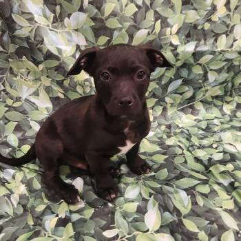 Pug and Dachshund Dogs Available for Adoption in Austin, Texas - Baby Ray MM | PetCurious