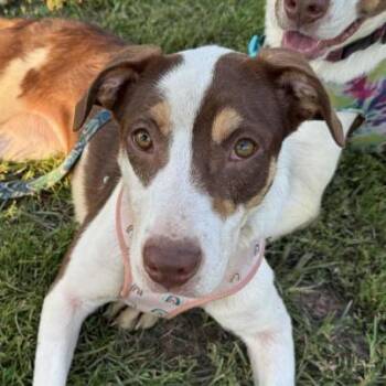 Maple -  Mixed Breed Dog for Adoption - Maple | PetCurious