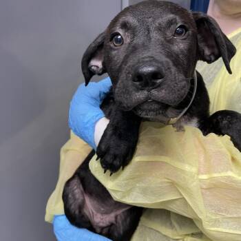 Barnacle -  Cattle Dog and Mixed Breed Dog for Adoption in Hattiesburg, Mississippi - Barnacle | PetCurious