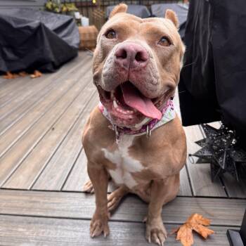 Carmela -  American Bully Dog for Adoption in Olympia, Washington - Carmela | PetCurious