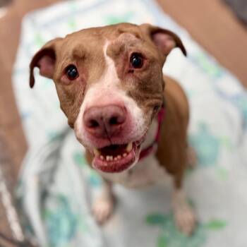 Phantom -  American Staffordshire Terrier and Mixed Breed Dog for Adoption in Wantagh, New York - Phantom | PetCurious