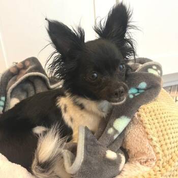Chihuahua Dogs Available for Adoption in Wake Forest, North Carolina - Ballot | PetCurious