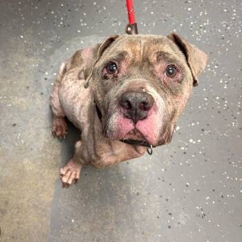Azalea -  Mixed Breed Dog for Adoption in Columbiana, Alabama - Azalea | PetCurious