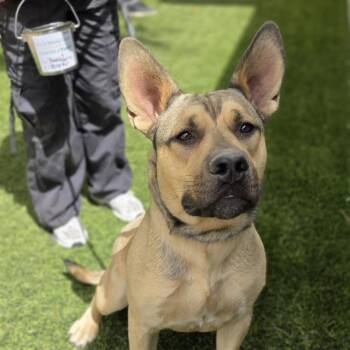 German Shepherd Dog and Mixed Breed Dogs Available for Adoption in Las Vegas, Nevada - BEETLEJUICE | PetCurious