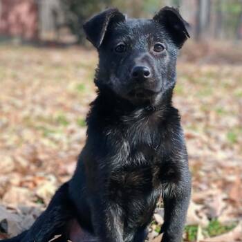 Mixed Breed Dogs Available for Adoption - Ruby | PetCurious