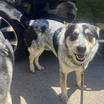 Australian Cattle Dog Blue Heeler and Mixed Breed Dogs Available for Adoption in Buffalo, Minnesota - Ezekiel | PetCurious
