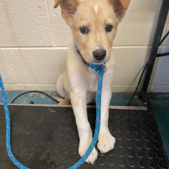 Mixed Breed Dogs Available for Adoption in Memphis, Tennessee - Sebastian | PetCurious