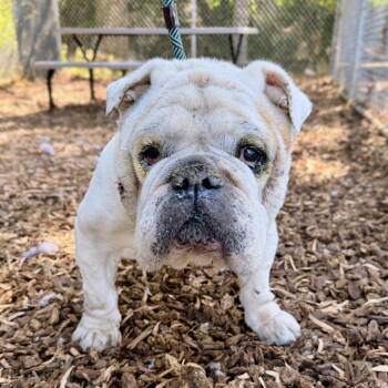 Justice -  English Bulldog Dog for Adoption in Oakland, California - Justice | PetCurious