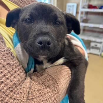 Andre the Giant -  Mixed Breed Dog for Adoption in Winston-salem, North Carolina - Andre The Giant | PetCurious