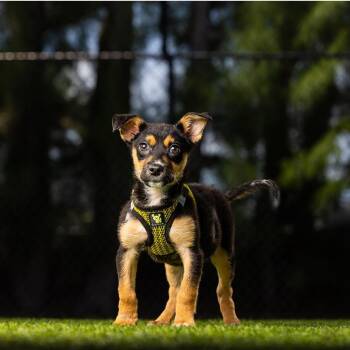 Mixed Breed Dogs Available for Adoption in Jupiter, Florida - Kiwi | PetCurious
