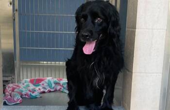 DITTO -  Cocker Spaniel Dog for Adoption in Tustin, California - DITTO | PetCurious