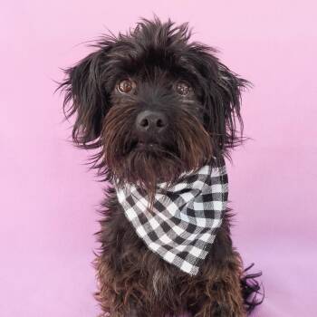 BACCHUS -  Miniature Poodle Dog for Adoption in Richmond, California - BACCHUS | PetCurious