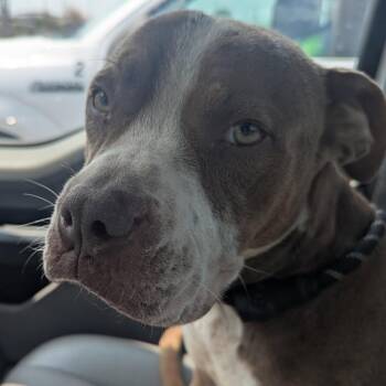 Peanut-RTO -  Pit Bull Terrier Dog for Adoption in East St. Louis, Illinois - Peanut-RTO | PetCurious