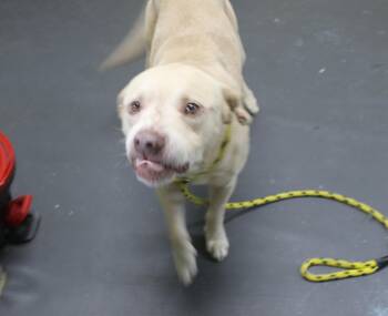 Max -  Labrador Retriever and Mixed Breed Dog for Adoption in Picayune, Mississippi - Max | PetCurious