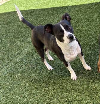 Terrier Dogs Available for Adoption in Seguin, Texas - Star | PetCurious