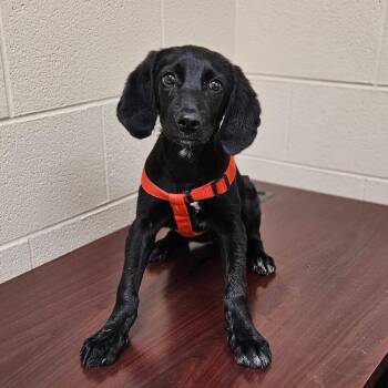 Layla -  Black Labrador Retriever and Mixed Breed Dog for Adoption in Charlottesville, Virginia - Layla | PetCurious