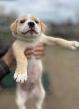 Pit Bull Terrier and Mixed Breed Dogs Available for Adoption - Reggie | PetCurious