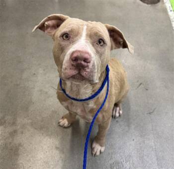 DIVA -  Staffordshire Bull Terrier and Mixed Breed Dog for Adoption in Houston, Texas - DIVA | PetCurious