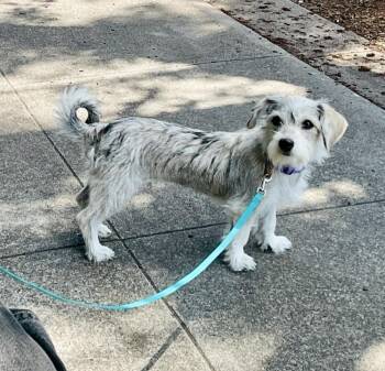 Terrier Dogs Available for Adoption in Portland, Oregon - Penelope | PetCurious