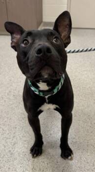 Ruddar -  Pit Bull Terrier and Mixed Breed Dog for Adoption in Fishers, Indiana - Ruddar | PetCurious