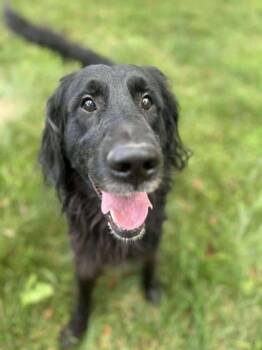 Rescue Standard Poodle and Mixed Breed Dogs for Adoption in Shohola, Pennsylvania - Simba | PetCurious