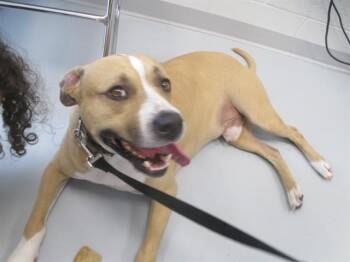 TYSON -  Staffordshire Bull Terrier Dog for Adoption in Ocala, Florida - TYSON | PetCurious