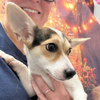 Daisy Joe -  Corgi and Chihuahua Dog for Adoption in Normal, Illinois - Daisy Joe | PetCurious