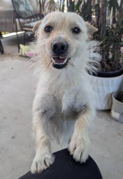 Cairn Terrier Dogs Available for Adoption in Roseville, California - Sean | PetCurious