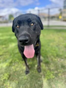 Labrador Retriever Dogs Available for Adoption in Roseville, California - Murphy | PetCurious