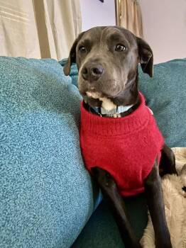 Terrier Dogs Available for Adoption - Stella | PetCurious