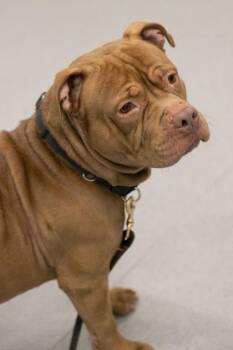 Pit Bull Terrier and Mixed Breed Dogs Available for Adoption - Hamilton | PetCurious