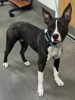Pit Bull Terrier Dogs Available for Adoption - WREN | PetCurious
