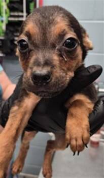 DOG 3 -  Pit Bull Terrier and Mixed Breed Dog for Adoption in Corpus Christi, Texas - DOG 3 | PetCurious