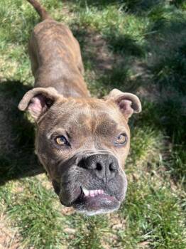 YORK -  American Bulldog and Mixed Breed Dog for Adoption in Charlotte, North Carolina - YORK | PetCurious