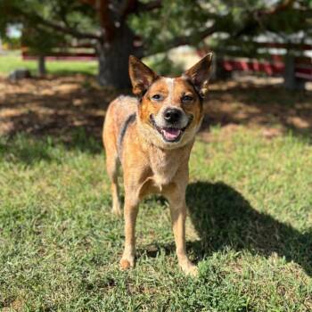 Ginnie -  Cattle Dog Dog for Adoption in Fargo, North Dakota - Ginnie | PetCurious